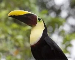 Ramphastos ambiguus