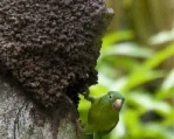 Hogar en casa ajena