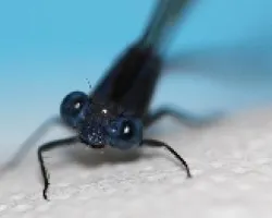 Libelula1