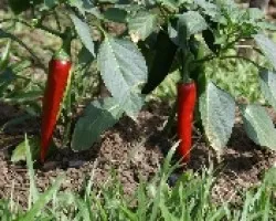 Chiles