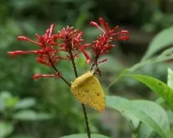 Flor y mariposa