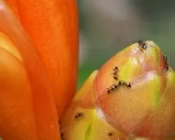 Flor y hormigas
