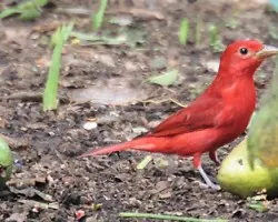 Piranga rubra