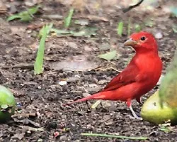 Piranga rubra
