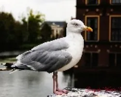 Gaviota