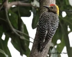 Carpintero