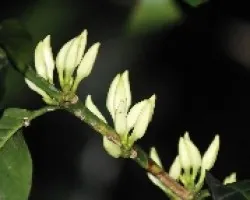 flor del café