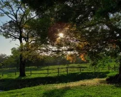Tarde Veraniega