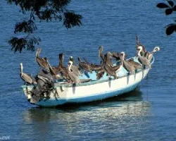 Pasajeros Emplumados