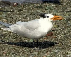 Thalasseus maximus