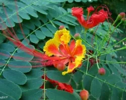 Flor Pampera