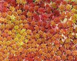 Sphagnum Multicolor