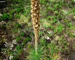 La Puya