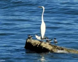 Pescando en Grupo