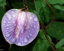 Silueta de Manzana