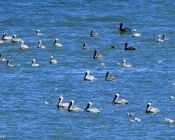 Pelicanos por Doquier