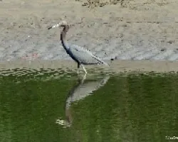 Reflejos en el Estero