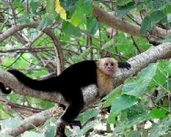 Siesta Primate
