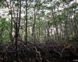 Los Dominios del Mangle