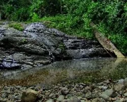 Poza de Olivo
