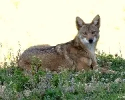 Coyote en Descanso