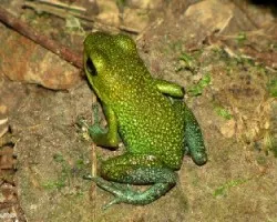 Oophaga granuliferus