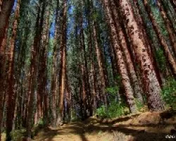 Sendero con Aroma a Pino