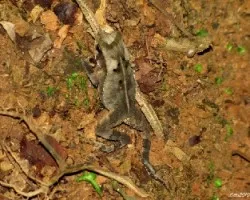El Sapito Terciopelo