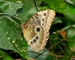 Morpho