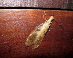 Insecto Desconocido