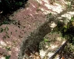 Un Sendero en Rosa