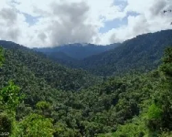 Un Manto Verde
