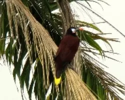 Vigilando el Nido