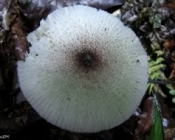 Blancura en medio Bosque
