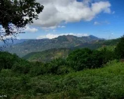 Muestra del Campo Tico