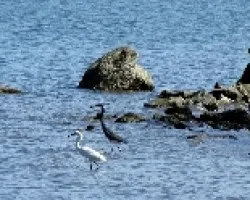 Pesca Matutina