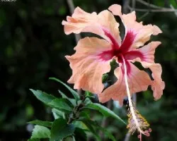 Flora Tropical