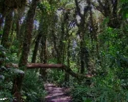 Bosque Nuboso