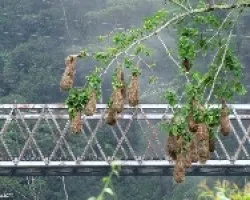 Los Frutos del Ingenio