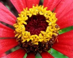 En el corazon de una Flor