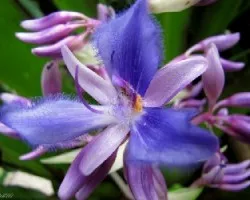 Flor de Bromelia