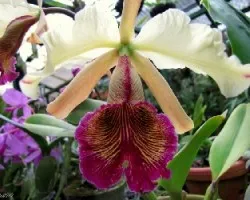 Guaria Turrialba