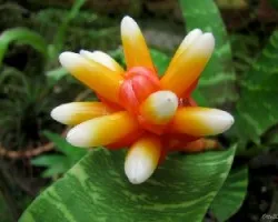 Flor de Bromelia No. 2