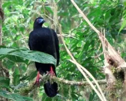 Chamaepetes unicolor