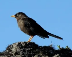 El Centinela de nuestras Cumbres