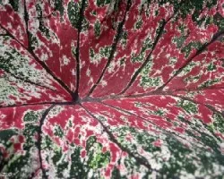Explosion Cromatica