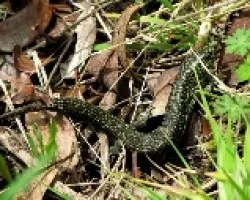 Lagartija Negra ?