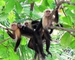 Familia Cariblanco