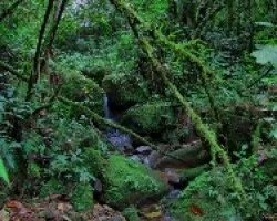 Un Verde Rincon