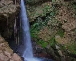 La Oropendola